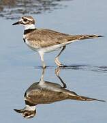 Killdeer