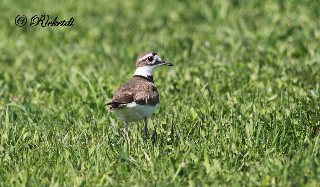 Killdeer