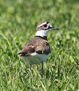 Killdeer