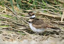 Killdeer