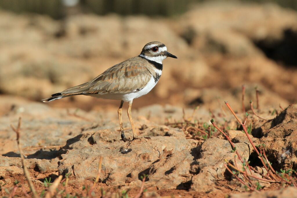 Killdeer