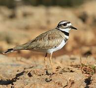 Killdeer