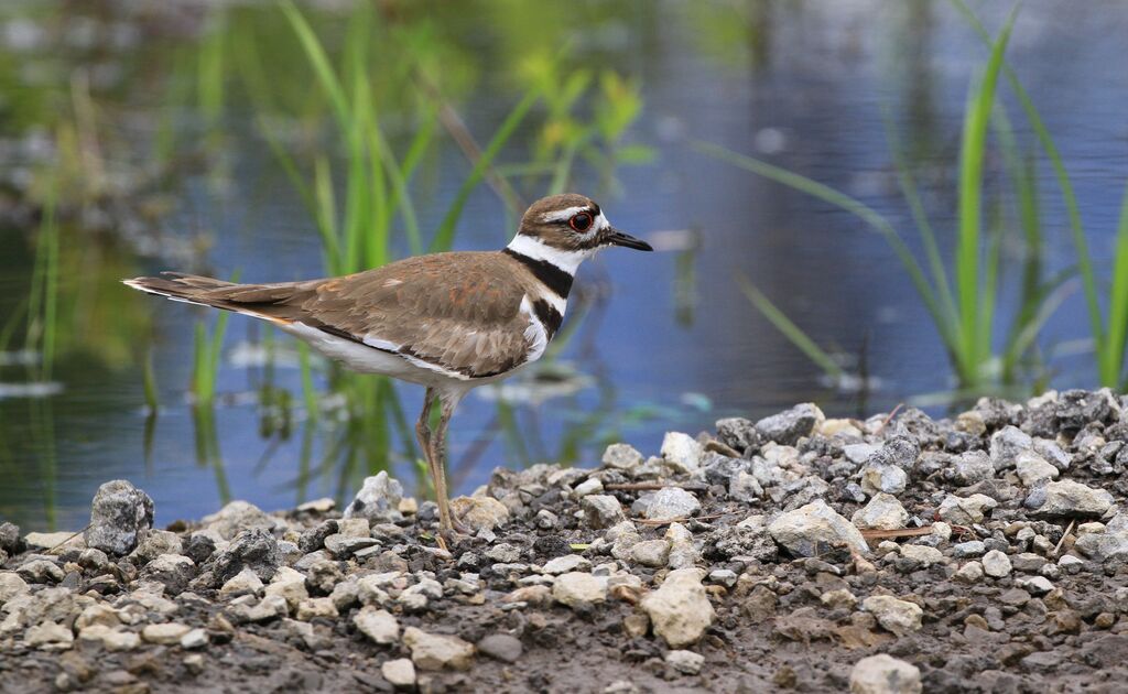 Killdeer