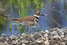 Killdeer