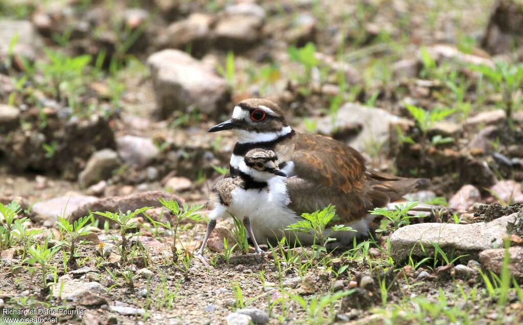 Killdeer, pigmentation, Reproduction-nesting