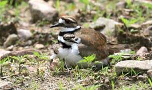 Killdeer