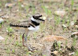 Killdeer