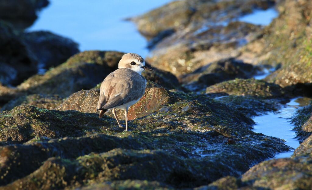 Snowy Plover