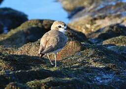 Snowy Plover