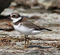 Semipalmated Plover