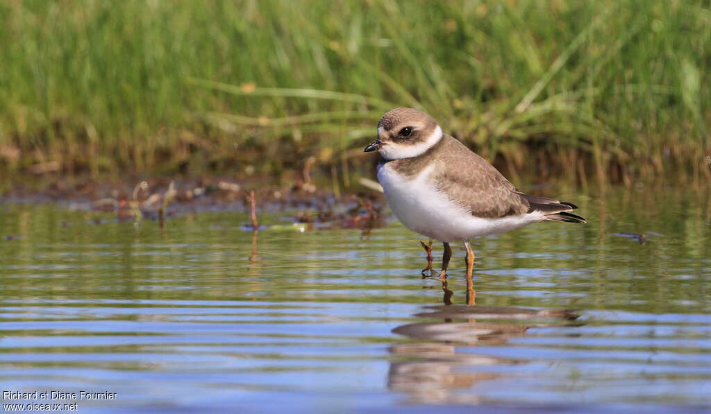 Semipalmated Ploveradult post breeding