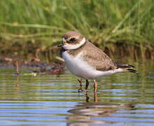 Semipalmated Plover