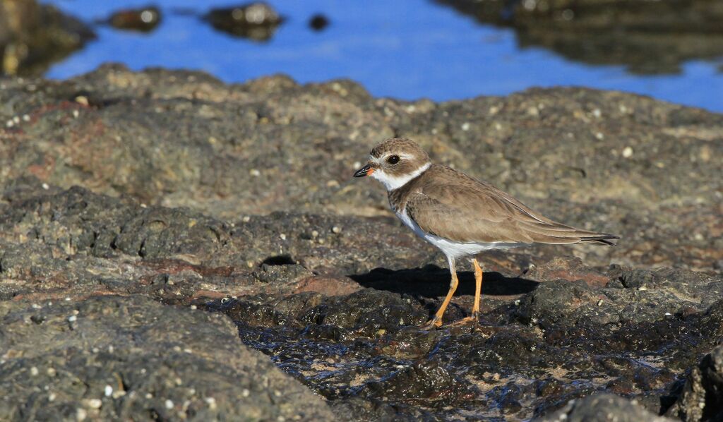 Semipalmated Plover