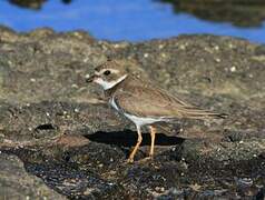 Semipalmated Plover