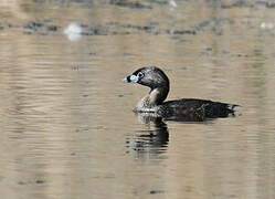 Pied-billed Grebe