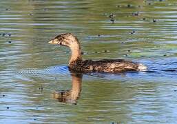 Pied-billed Grebe