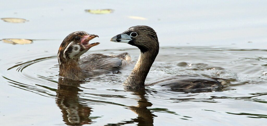 Pied-billed Grebe