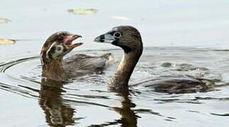 Pied-billed Grebe