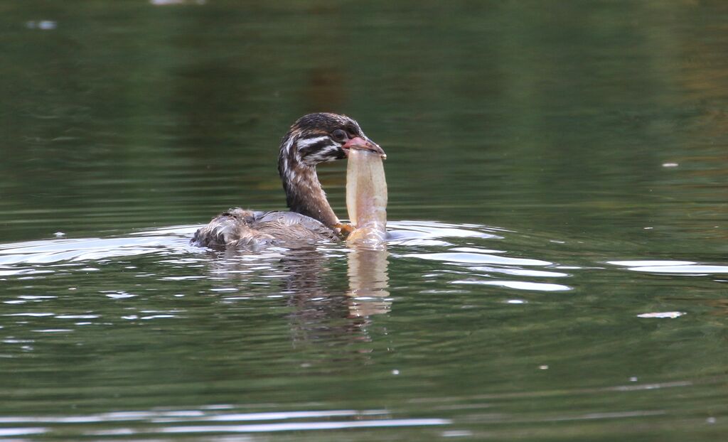 Pied-billed Grebejuvenile