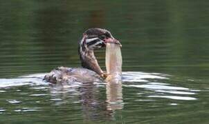 Pied-billed Grebe