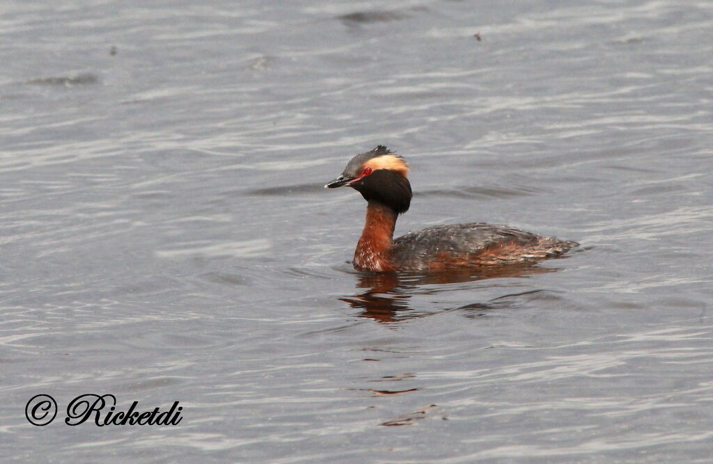 Horned Grebe