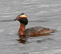 Horned Grebe