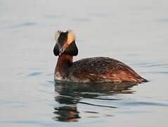 Horned Grebe