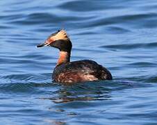 Horned Grebe