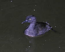 Least Grebe