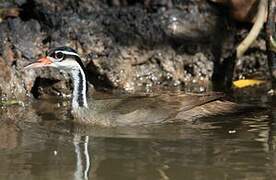 Sungrebe