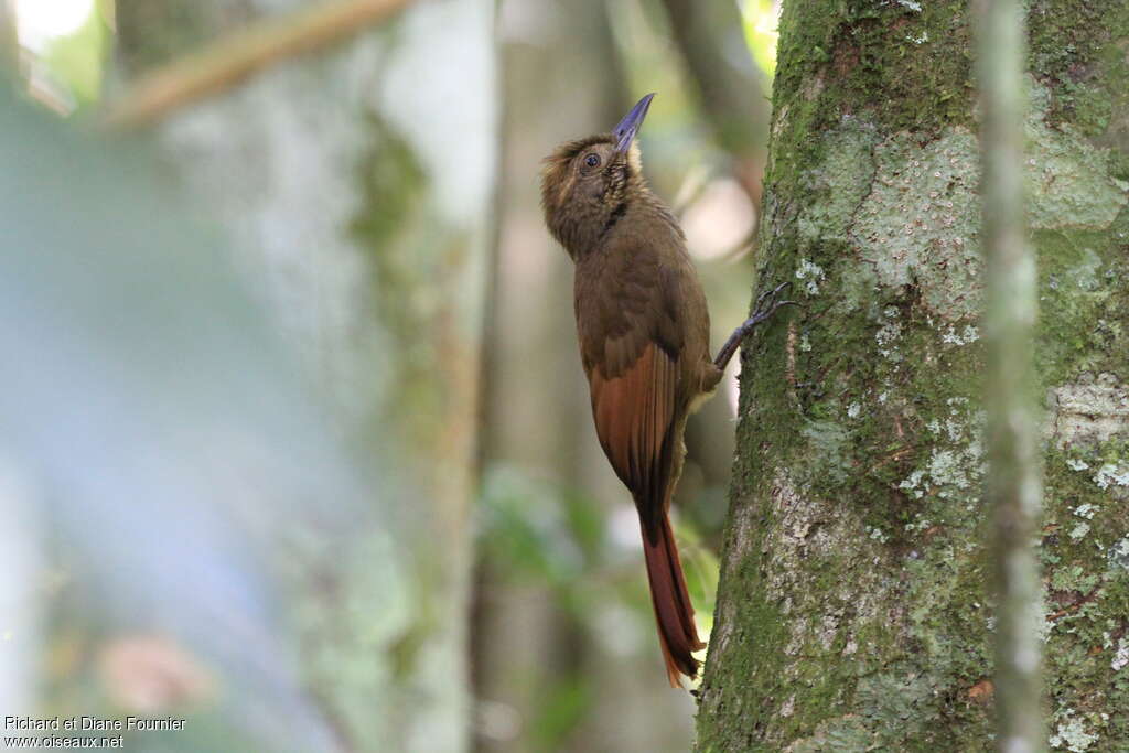 Tawny-winged Woodcreeperadult