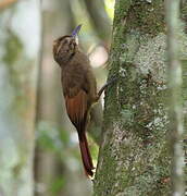 Tawny-winged Woodcreeper