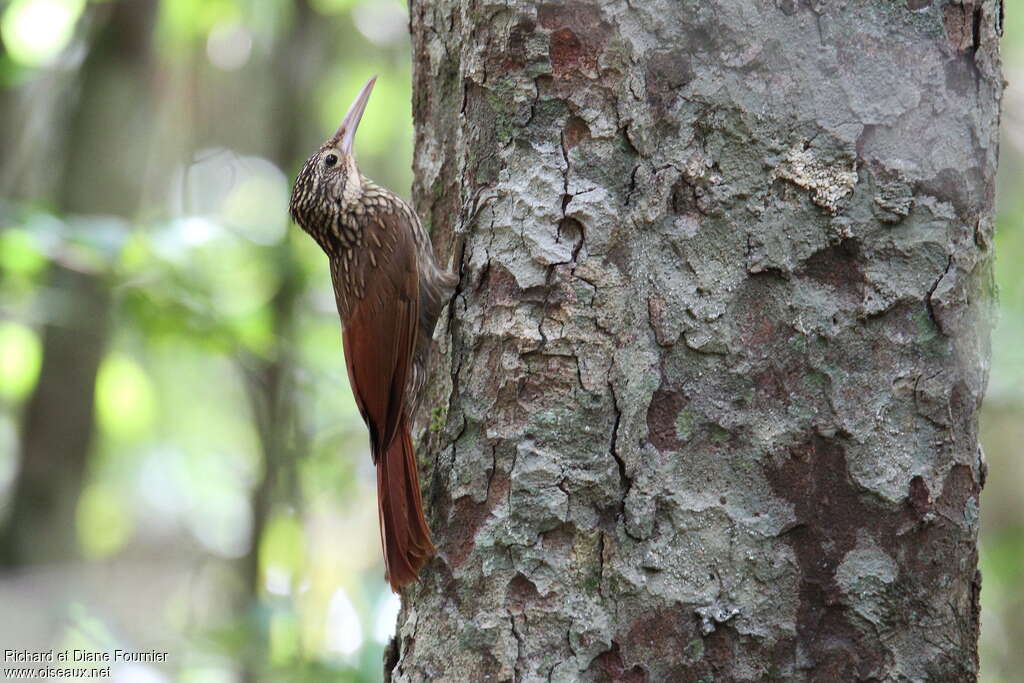 Grimpar à bec ivoire, identification
