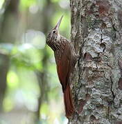 Ivory-billed Woodcreeper