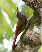 Streak-headed Woodcreeper