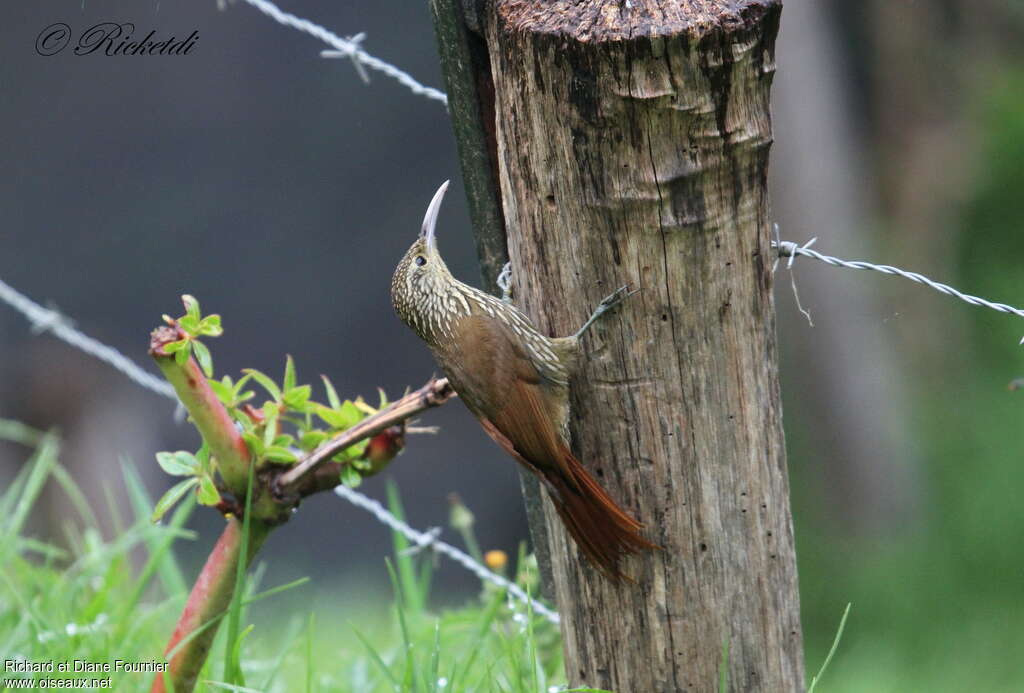 Streak-headed Woodcreeperadult, Behaviour