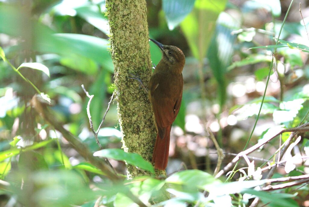 Plain-brown Woodcreeper