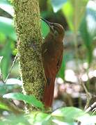 Plain-brown Woodcreeper