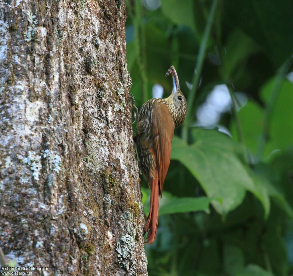 Spot-crowned Woodcreeperadult, identification