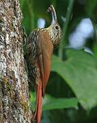 Spot-crowned Woodcreeper