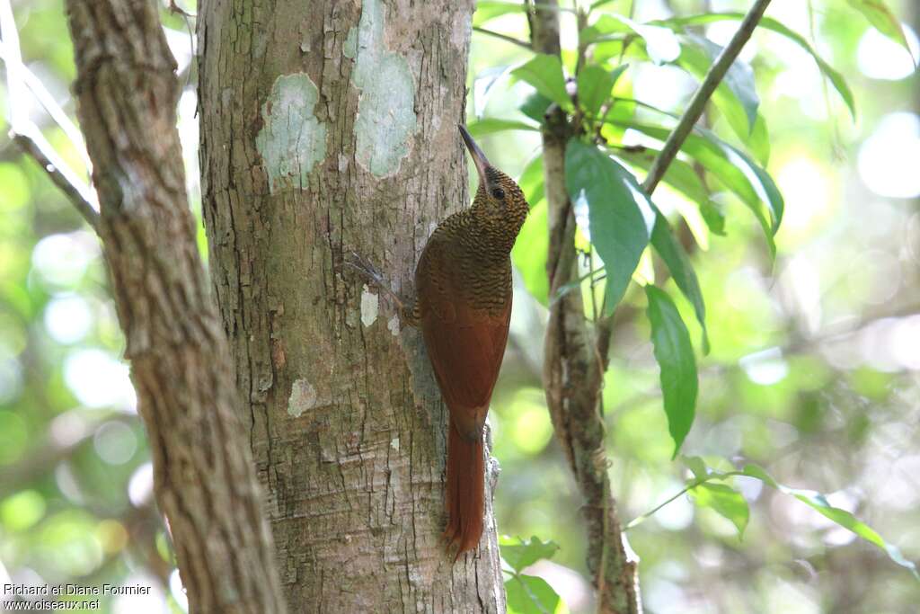 Northern Barred Woodcreeperadult, habitat, pigmentation, Behaviour