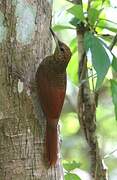 Northern Barred Woodcreeper