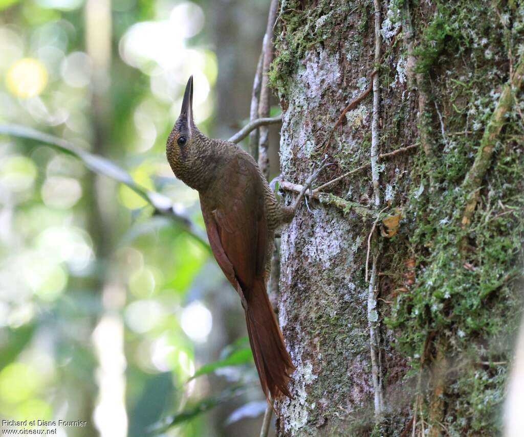 Northern Barred Woodcreeper, identification