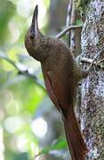 Northern Barred Woodcreeper