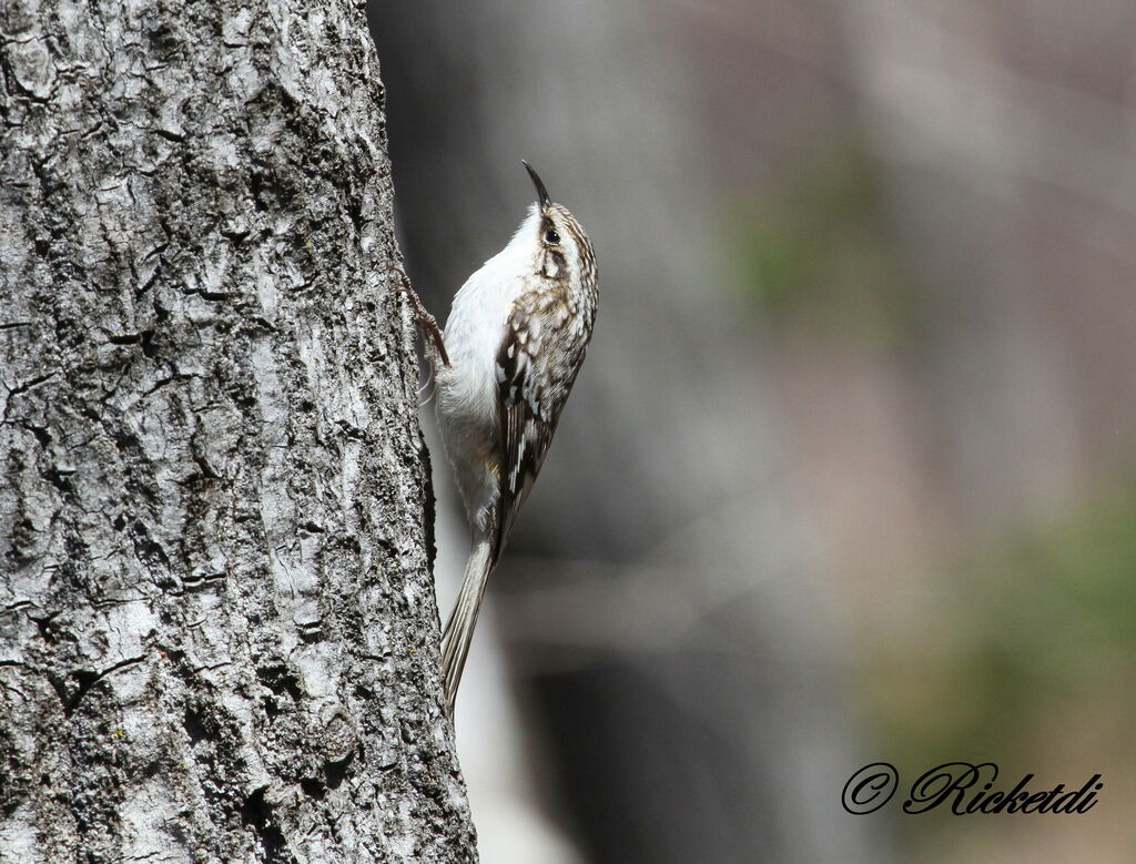 Brown Creeper