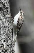 Brown Creeper