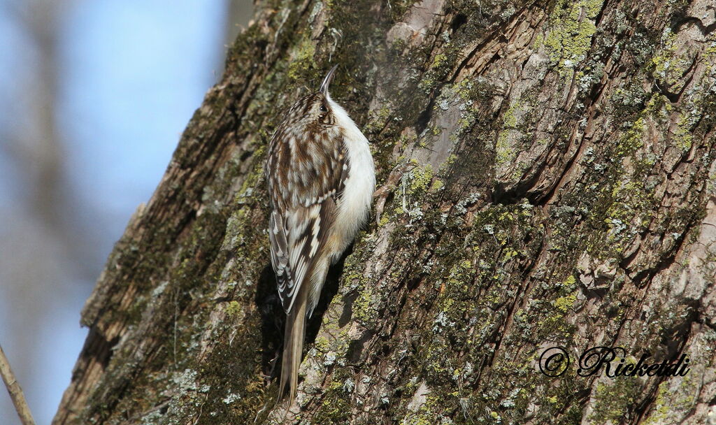 Brown Creeper