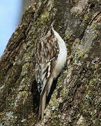 Brown Creeper