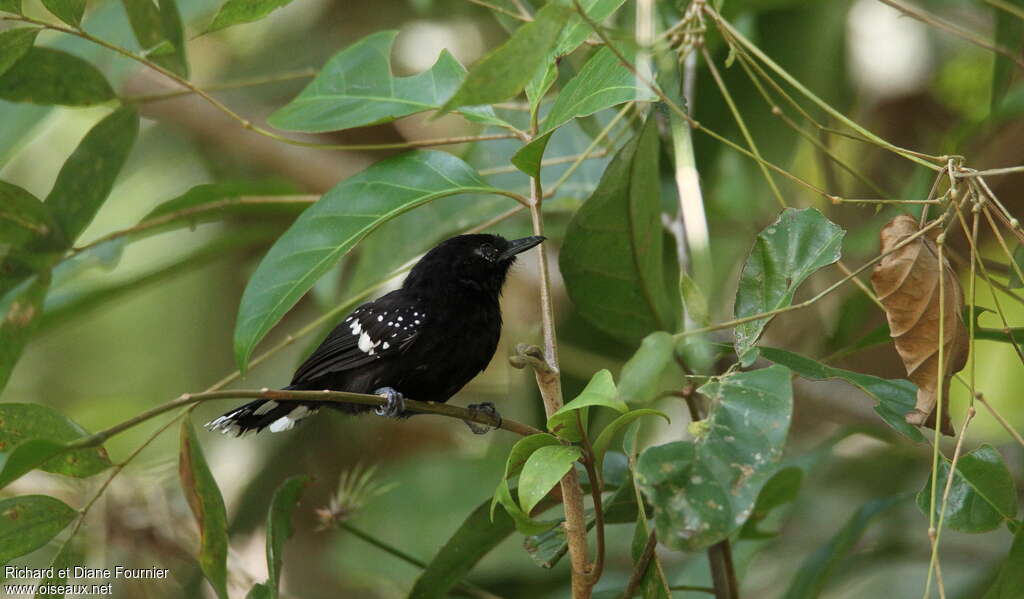 Dot-winged Antwren male adult