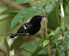 Dot-winged Antwren